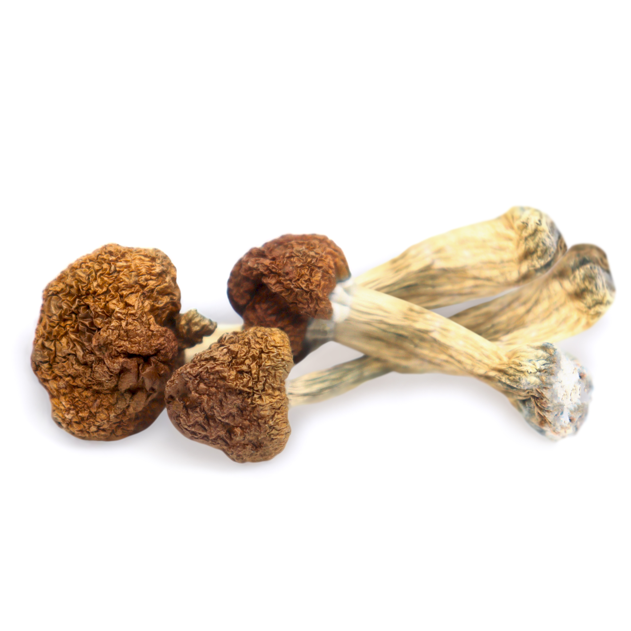 Buy Vietnamese Magic Mushrooms - Miami Mushrooms